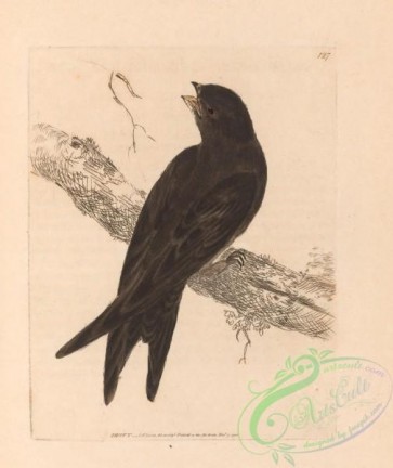 birds-28356 - Swift, hirundo apus