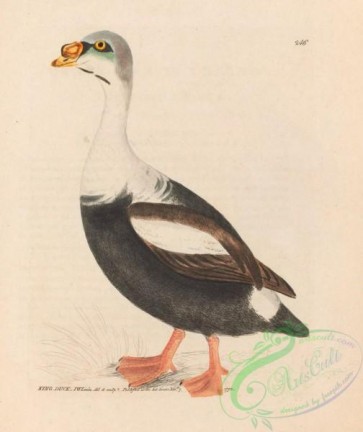 birds-28409 - King Duck, anas spectabilis