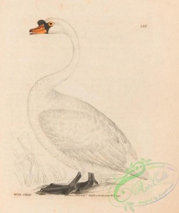 birds-28412 - Mute Swan, anas cygnus mansuetus