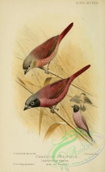 birds-28432 - Vinaceous Fire-finch, lagonosticta vinacea
