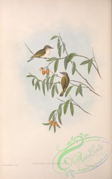 birds-28719 - Green-backed Gerygone, gerygone chloronotus