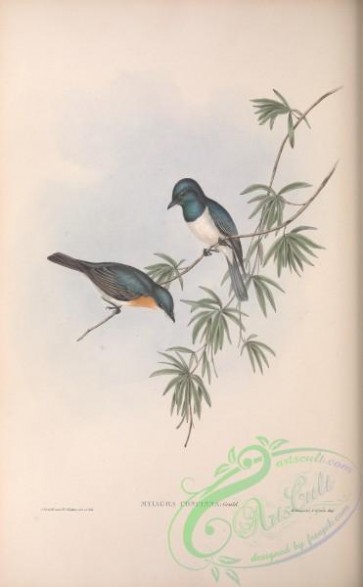 birds-28747 - Pretty Flycatcher, myiagra concinna