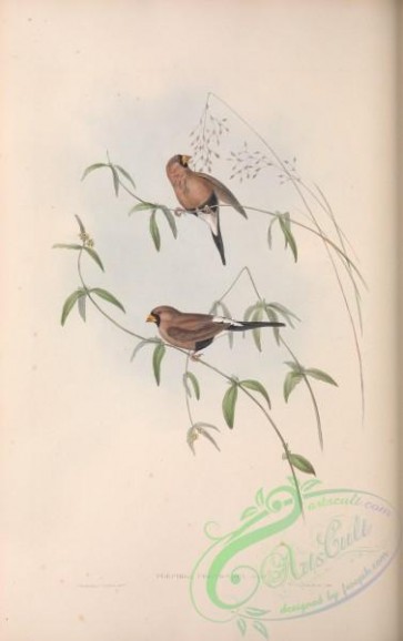 birds-28840 - Masked Grass Finch, poephila personata