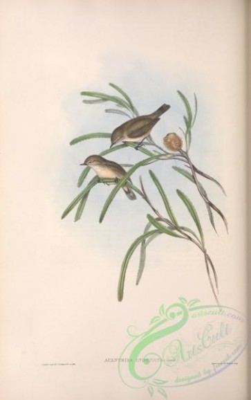 birds-28847 - Plain-coloured Acanthiza, acanthiza inornata