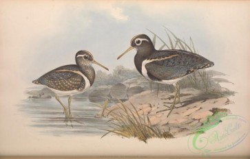 birds-28899 - Australian Rhynchaea, rhynchaea australis