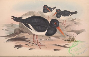 birds-28963 - White-breasted Oyster-Catcher, haematopus longirostris