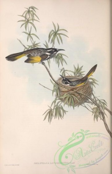 birds-29005 - Long-billed Honey-eater, meliphaga longirostris