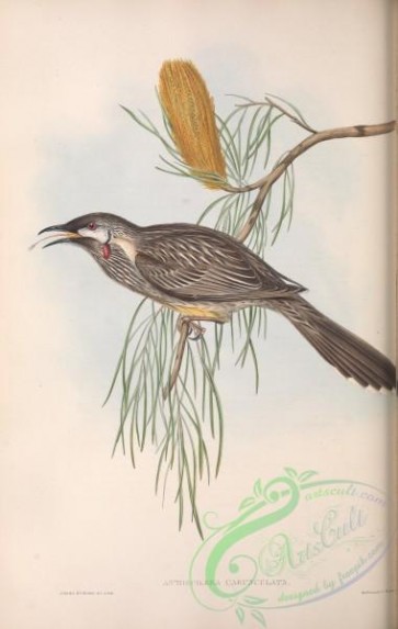 birds-29049 - Wattled Honey-eater, anthochaera carunculata