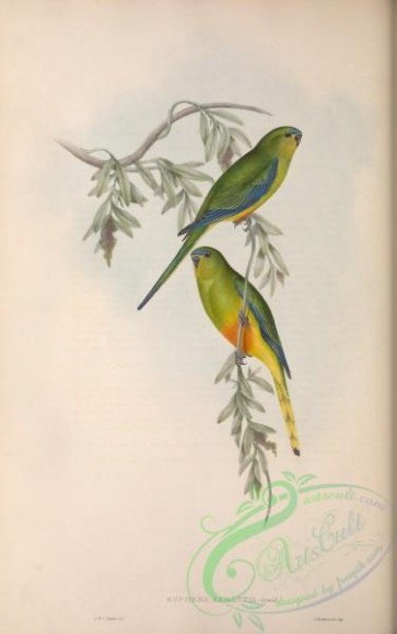 birds-29121 - Orange-bellied Grass-Parrakeet, euphema aurantia