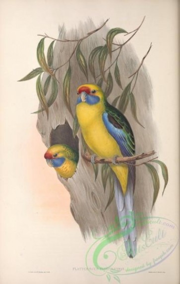 birds-29161 - Yellow-bellied Parrakeet, platycercus flaviventris