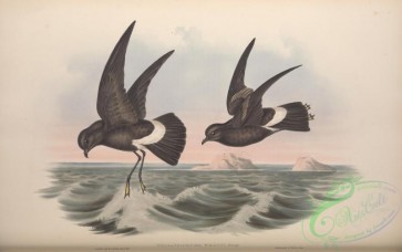 birds-29248 - Wilson's Storm Petrel, thalassidroma wilsonii