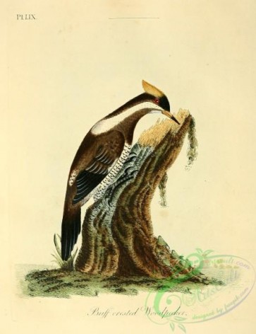 birds-29800 - Bust-crested Woodpecker