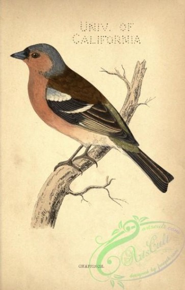 birds-30227 - Chaffinch