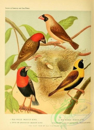 birds-30420 - Red-faced Weaver-bird, Oryx or Greandier Weaver-bird, Red-beaked Weaver-bird, Black-bellied or Napoleon Weaver-bird