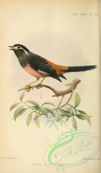 birds-30876 - sibia auricularis
