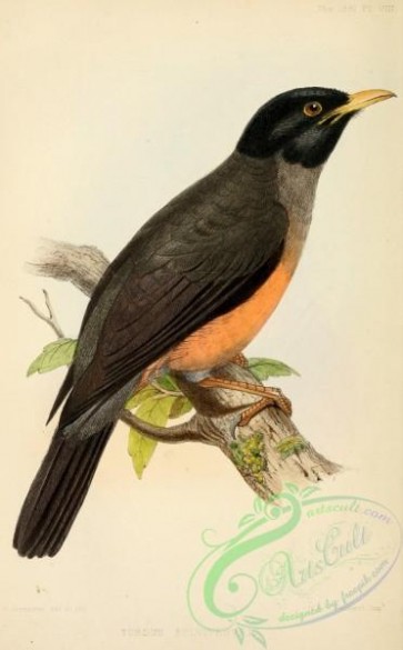 birds-30997 - Chestnut-bellied Thrush, turdus fulviventris