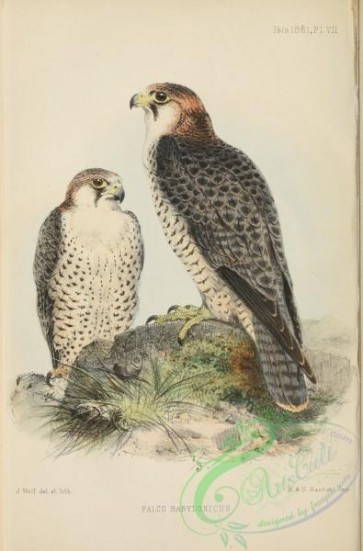 birds-30998 - falco babylonicus