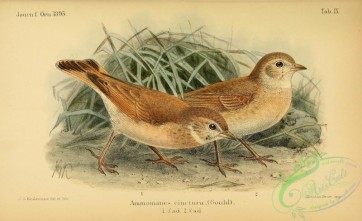 birds-31358 - Bar-tailed Lark, ammomanes cinctura