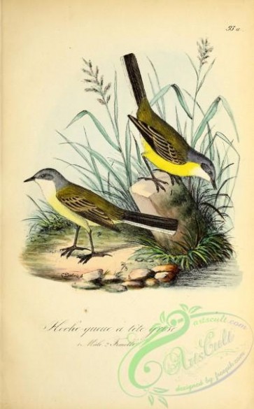 birds-31477 - Grey-headed Wagtail, motacilla cinereocapilla