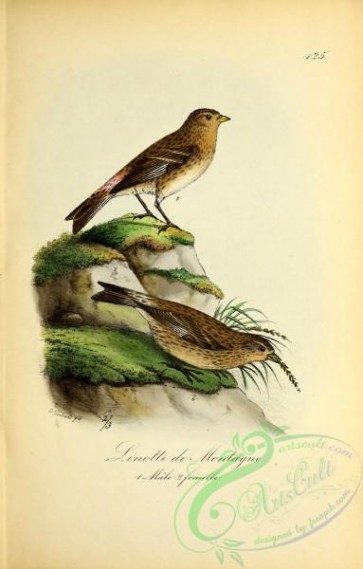 birds-31500 - Mountain Linnet, linota montium