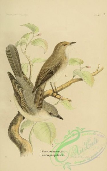 birds-31842 - muscicapa minima, Swamp Alseonax, muscicapa aquatica