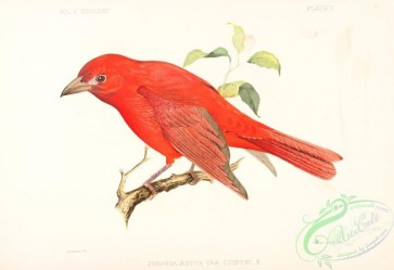 birds-31861 - Cooper's Tanager, pyranga aestiva cooperi