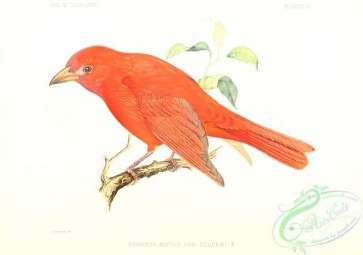 birds-31876 - Cooper's Tanager, pyranga aestiva cooperi