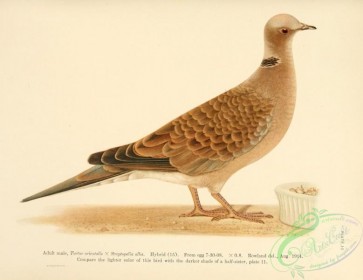 birds-31898 - Hybrid turtur orientalis x streptopelia alba