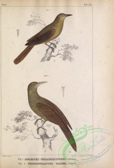birds-31943 - Black-billed Treehunter, anabates melanorhynchus, dendrocolaptes validus