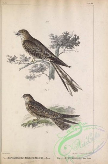 birds-31956 - Ladder-tailed Nightjar, caprimulgus climacocercus, caprimulgus pruinosus