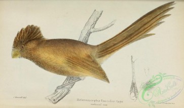 birds-31978 - Brown Parrotbill, heteromorpha unicolor