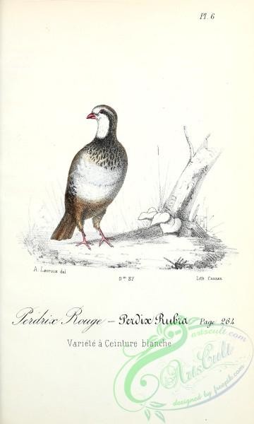 birds-31986 - Red-legged Partridge, perdix rubra