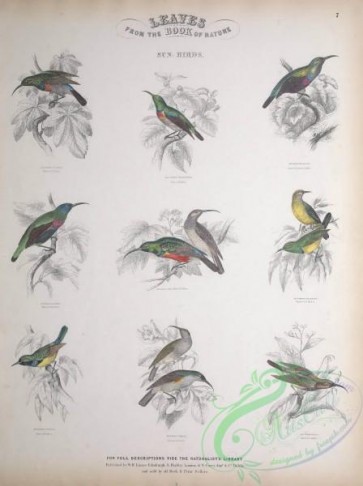 birds-32028 - Sunbird, 1