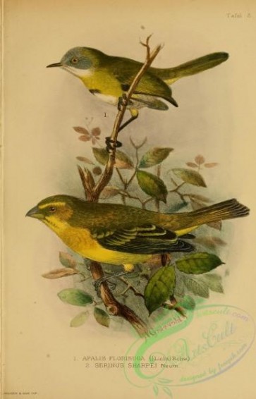birds-32032 - apalis florisuga, serinus sharpei