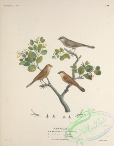birds-32046 - fringilla carduelis rufibarba, fringilla carduelis frenata, fringilla carduelis effrenata