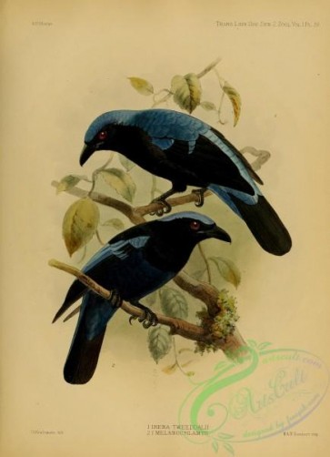 birds-32095 - irena tweeddalii, irena melanochlamys