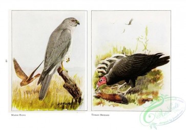 birds-32138 - Marsh Hawk, Turkey Buzzard