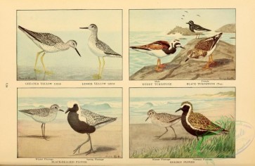 birds-32177 - 013-Greater Yellow Legs, Lesser Yellow Legs, Ruddy Turnstone, Black Turnstone, Black-bellied Plover, Golden Plover