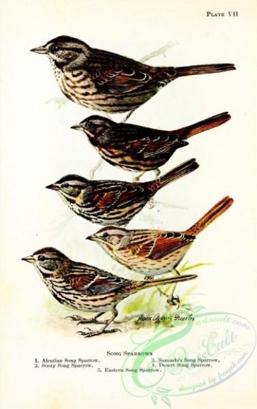birds-32282 - Aleutian Song Sparrow, Sooty Song Sparrow, Samuels's Song Sparrow, Desert Song Sparrow, Eastern Song Sparrow