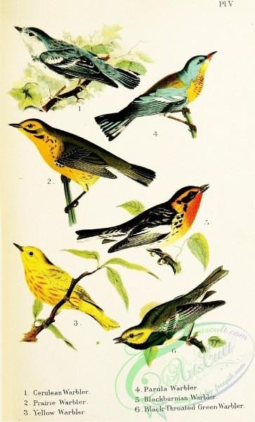 birds-32292 - Cerulean Warbler, Prairie Warbler, Yellow Warbler, Parula Warbler, Blackburnian Warbler, Black-throated Green Warbler