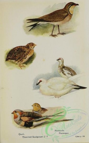 birds-32368 - Quail, Threetoed Sandgrouse, Pratincole, Ptarmiga