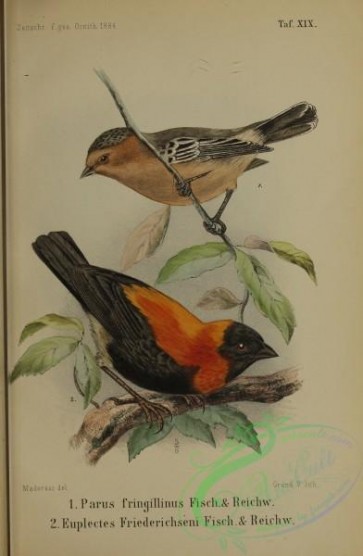 birds-32399 - Red-throated Tit, parus fringillinus, euplectes friederichseni