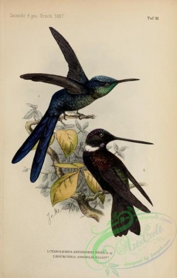 birds-32434 - cyanolesbia nehrkorni, bourcieria assimilis