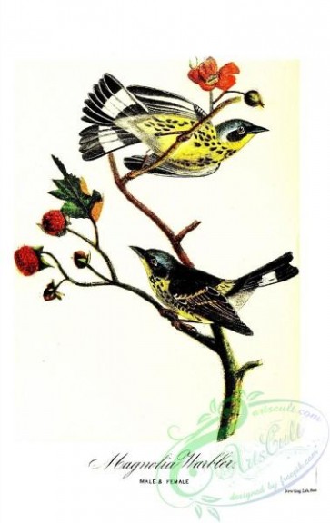 birds-32472 - Magnolia Warbler