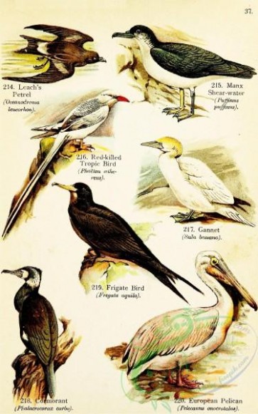 birds-32516 - Leach's Petrel, Manx Shear-water, Red-killed Tropic Bird, Ganne, Frigate Bird, Cormorant, European Pelica
