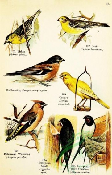birds-32532 - Siskin, Serin, Brambling, Canary, Bohemian Waxwing, European Swift, European Barn Swallow