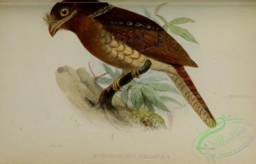 birds-32602 - Gould's Frogmouth, batrachostomus stellatus