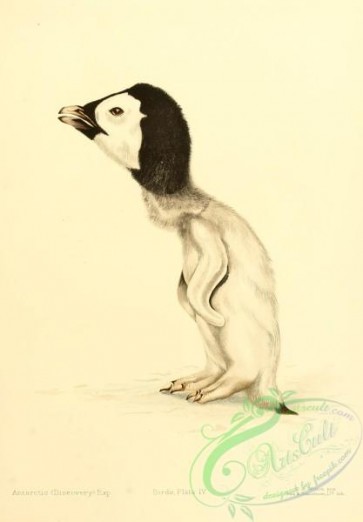 birds-33023 - Emperor Penguin, 2