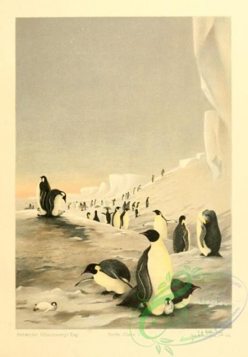 birds-33024 - Emperor Penguin