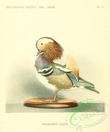 birds-33033 - Mandarin Duck